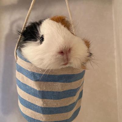 guinea pig in a bag